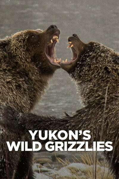 [Image: yukons_wild_grizzlies4ceiw.jpg]