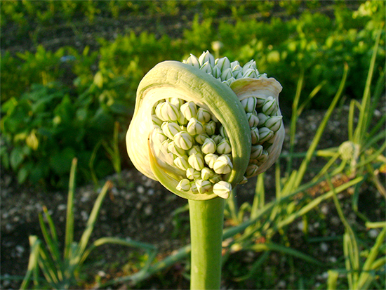 LAUCH (Allium) Zwiebel1newilqxi