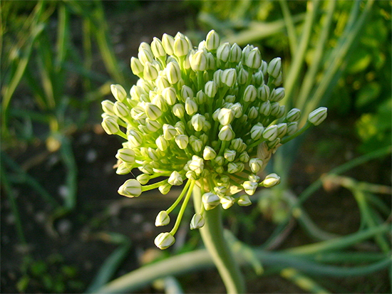 LAUCH (Allium) Zwiebel2newunqma