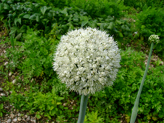 LAUCH (Allium) Zwiebel3newy4rsl