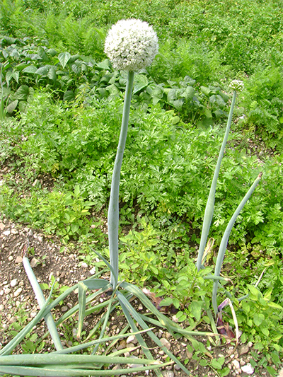 LAUCH (Allium) Zwiebel5new04rw4