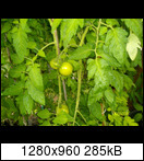 [Bild: tomate33lfs2p.jpg]
